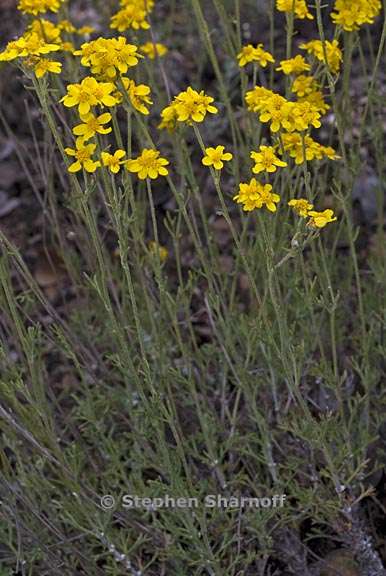 eriophyllum confertiflorum 1 graphic